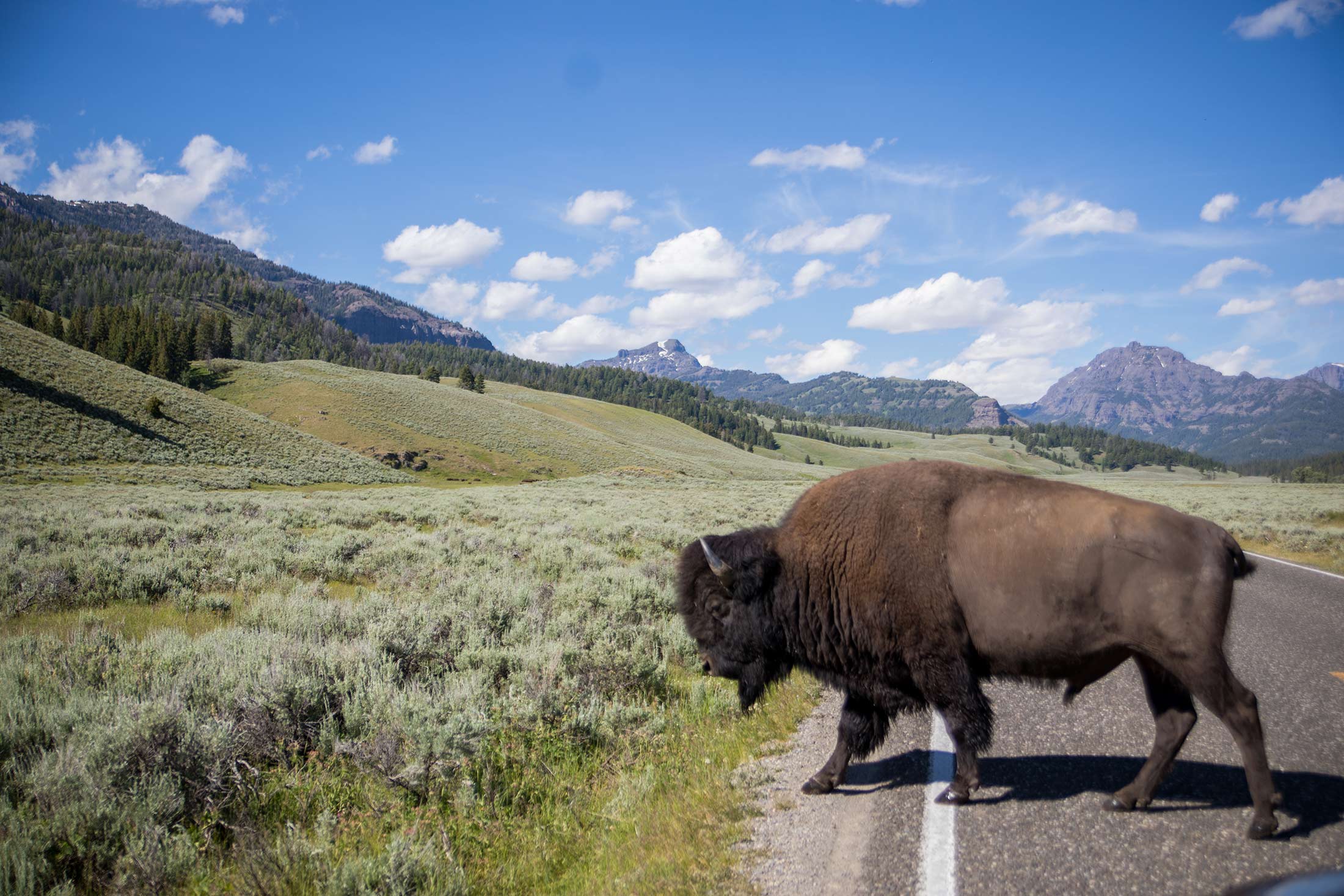 Yellowstone Northern Range Exploration 